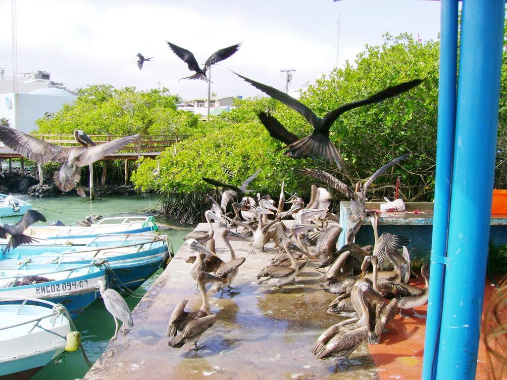Hotel Pelican Bay Пуэрто-Айора Экстерьер фото